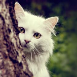 Free Cat Wallpapers Picture « Long Wallpapers