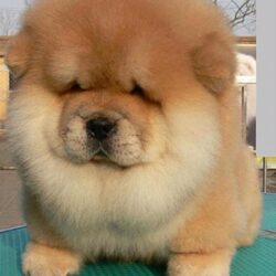 31 Most Beautiful Chow Chow Dog Pictures And Image