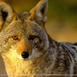 Coyote Puppy Wallpapers