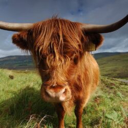 Cow Highland Animals Nature Hd Wallpapers