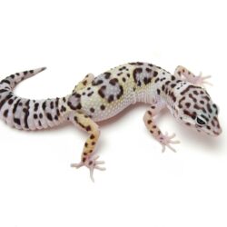 iguana, Reptile, Leaves, Leopard Geckos, Animals Wallpapers
