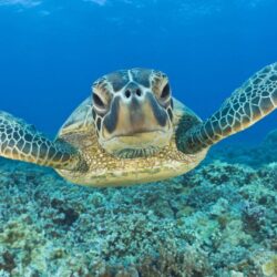 Animal Underwater Turtle