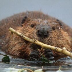 Bing Image Archive: North American beaver in Denali National Park