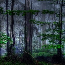 Download Forest, Dark, Trees, Foliage, Mist Wallpapers for