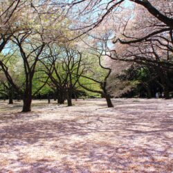 File:Shinjuku Gyoen National Garden