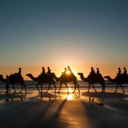 Camel Wallpapers 10