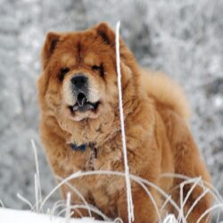 Chow Chow HD Wallpapers