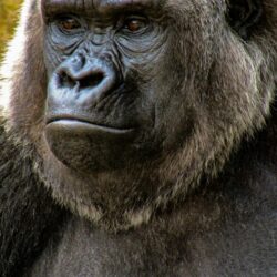 500+ Gorilla Pictures