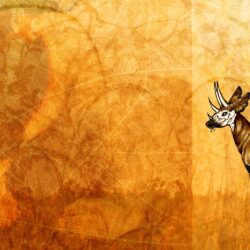 Best 56+ Okapi Backgrounds on HipWallpapers