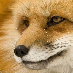 Wallpapers For > Baby Red Fox Wallpapers