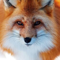 Close up photo of a red fox
