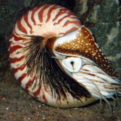 Nautiloid