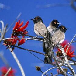Three Birds Etosha National Park Namibia HD desktop wallpapers