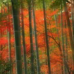 Arashiyama Tag wallpapers: Forest Japan Arashiyama Kyoto Autumn