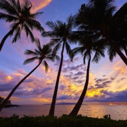 60+ Palm Tree Wallpapers