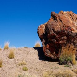 Petrified Forest National Park Pictures: View Photos & Image of