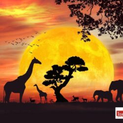 African Safari Live Wallpapers for Android PX ~ Wallpapers