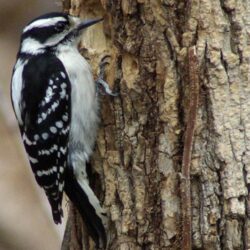 Woodpecker Wallpapers 14