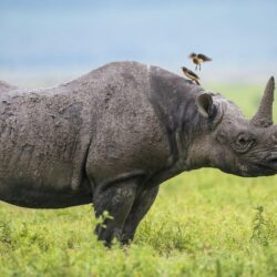 Wallpapers birds, Africa, Rhino image for desktop, section