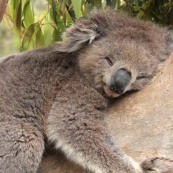 Sleeping koala HD Wallpapers