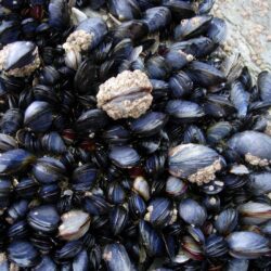 Mussels wallpapers, Food, HQ Mussels pictures