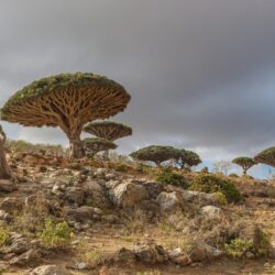 Tree Dracaena cinnabari the island of Socotra Yemen wallpapers