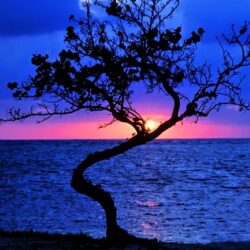 Sunsets: Wonderful Sunset Lonely Tree Beautiful Belize Horizon