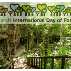 21 MARCH: INTERNATIONAL DAY OF FORESTS
