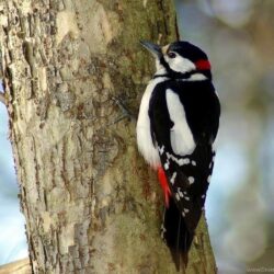 Woodpecker Wallpapers Animal Wallpapers Desktop Backgrounds