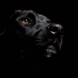 Fonds d&Labrador : tous les wallpapers Labrador