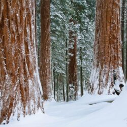 Winter Wonder Woods : King’s Canyon NP, CA : Art in Nature Photography