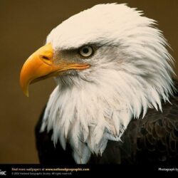 Bald Eagle Picture,Bald Eagle Desktop Wallpaper, Free Wallpapers