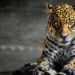 24 Jaguar Wallpapers Download