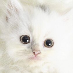 Cute Kittens Gif Backgrounds Wallpapers