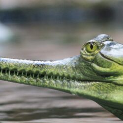 Wallpapers Gharial, crocodile, head, mouth, teeth