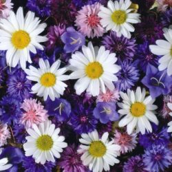 Cornflowers and daisies wallpapers #