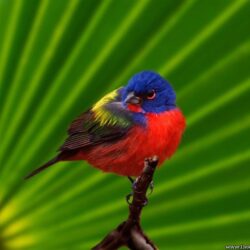 Desktop Wallpapers » Animals Backgrounds » Everglades National