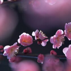 Pink Blossom Flowers HD wallpapers « Wallpapers HD