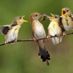 Baby Birds HQ Photo Wallpapers Cute Wallpapers