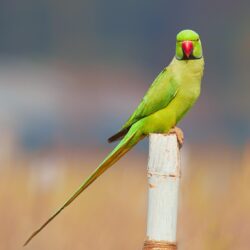Parrot Wallpapers HD