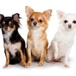 Wallpapers Chihuahua Dogs Three 3 Animals White backgrounds