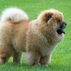 Cute Chow Chow HD Wall Wallpapers