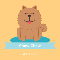 1240295 Chow Chow Wallpapers and Backgrounds