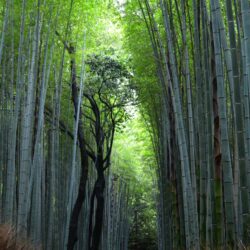 Bamboozled – Kyoto’s Arashiyama Bamboo Grove HD Wallpapers From
