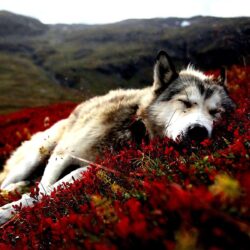 Download Dogs Alaska Wallpapers