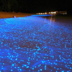 Maldives beach becomes sea of stars thanks to bioluminescent