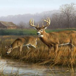 Download Deer Hunting Games Wallpapers