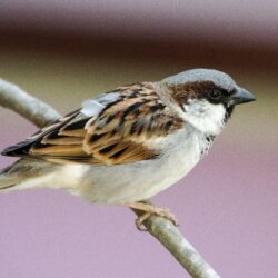 Free stock photo of house sparrow, nature