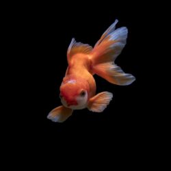 500+ Goldfish Pictures