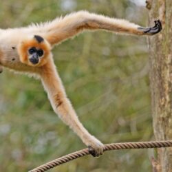 Gibbon Wallpapers High Quality